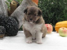 puppies
