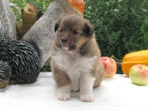 puppies