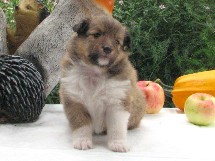 puppies