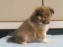 puppies