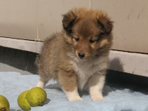 puppies