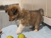 puppies