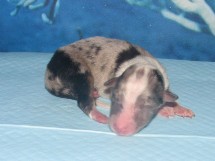 puppies