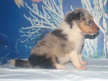 puppies