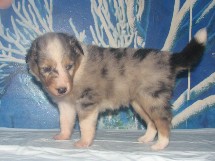 puppies