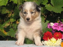 puppies