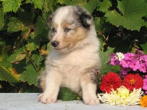 puppies