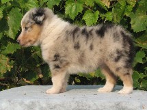 puppies