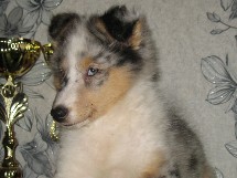 puppies