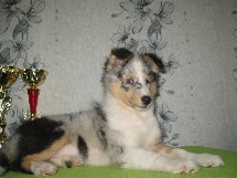 puppies