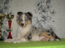puppies