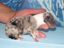 puppies
