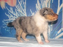 puppies