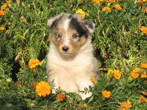 puppies