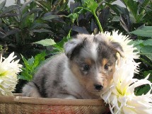 puppies