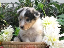 puppies