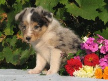 puppies