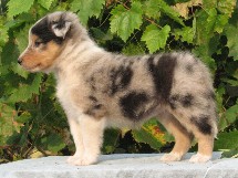 puppies