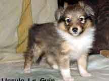 puppies