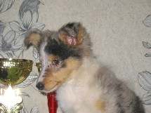 puppies