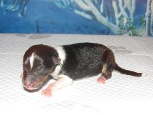puppies