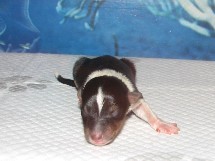 puppies