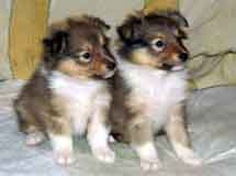 puppies