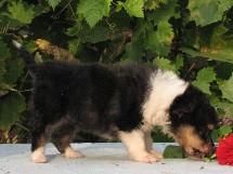 puppies
