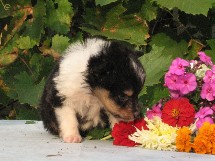 puppies