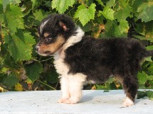 puppies