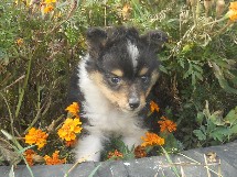 puppies