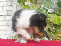 puppies
