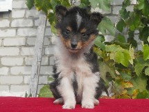 puppies