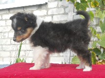 puppies