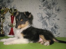 puppies
