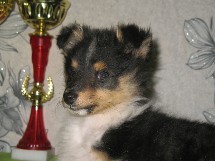 puppies