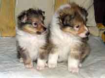puppies