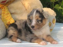 puppies