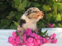 puppies