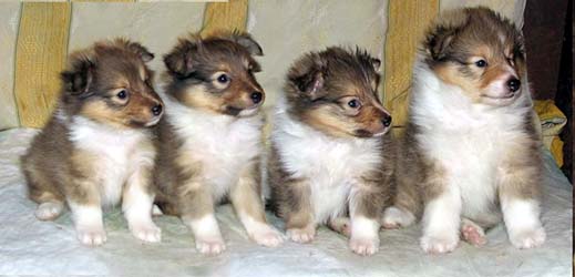puppies