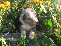 puppies