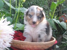 puppies
