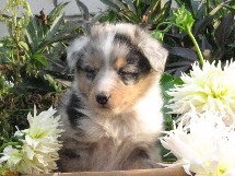 puppies