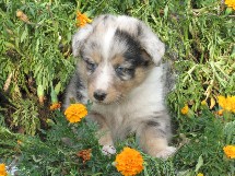 puppies