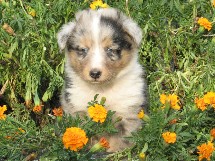 puppies