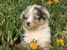 puppies