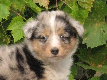 puppies