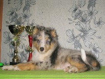 puppies