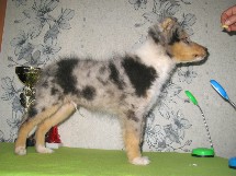 puppies
