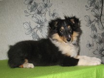 puppies
